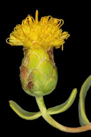 Image result for Pteronia acuminata