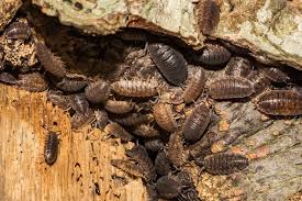 Woodlice are small crustaceans that generally prefer to live in the outdoors, in dark and damp conditions, so you should be wary when you start although not actually dangerous, woodlice in the home are indicative that you are living in unhygienic conditions or that you have serious wood fatigue. Are Woodlice Under Your Plant Pots Causing Damage Express Co Uk