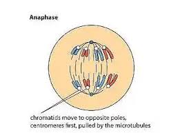 Use the figure above to guide you and the table. Mitosis And Its Stages In Order Prophase Metaphase Anaphase And Telophase Jotscroll