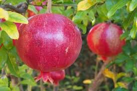 The pomegranate tree is branched and spiny with glossy, leathery, oval to oblong leaves that grow in whorls of five or more on the branches. Gardening The Pretty Wonderful Pomegranate