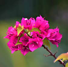 Native to brazil, this species has been extensively introduced. Bougainvillea Torch Glow Annual Flowering Plant Nestreeo Com