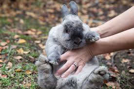 We know the different types of hay can be confusing, from 2nd cutting timothy hay to alfalfa hay and everywhere in between. Buying And Caring For A Pet Rabbit