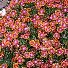 Image result for Delosperma mahonii
