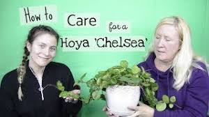 1500 x 1238 jpeg 423 кб. How To Care For A Hoya Chelsea Houseplant Easy Beginner Houseplant 411 Youtube