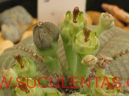 Image result for Euphorbia mossambicensis