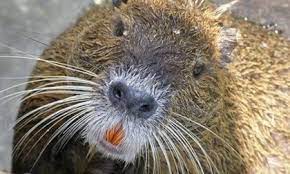 Hoy la carne de nutria se considera deliciosa en la mayoría de los países del mundo. Pro Loco San Nazzaro La Carne Di Nutria E Molto Buona Non Sapevamo Fosse Proibita La Cena Prima Novara