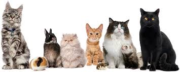 Search by rates, experience, and more. Whiskers Pet Sitting Service Cat And Small Animal Pet Sitting Service Based In Jersey