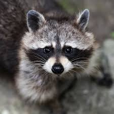 Not only do these creatures carry a variety of parasites and diseases, but they can also attack your pet. Would This Cute Raccoon Drown Your Dog