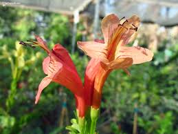 Image result for Tecomaria capensis