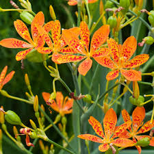 In autumn the seed pods burst to reveal clusters of black seeds like blackberries. Belamcanda Chinensis 40 Blackberry Lily Seeds