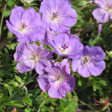 Image result for Geranium