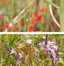 Image result for Rhamphicarpa fistulosa