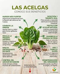🥬 ¿Sabías que las espinacas son perfectas para la cena? Esta verdura de  hoja verde, rica en nutrientes, es altamente recomendada por nutricionistas  para incluir en tus comidas nocturnas. ✨ ¿Por qué?