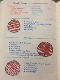Muscle Tissue Overview Medical Student Study Medical School Studying Biology Notes
