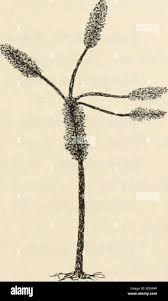 Image result for Stilbaceae