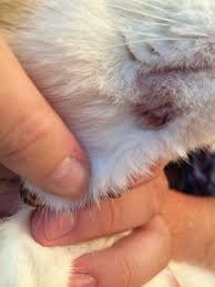To spread their scent and mark their territory. Black Spot On My Cat S Nose Bald Spots And Gray Appearance Thecatsite
