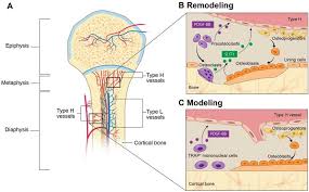 Rethinking pain education learn how to teach your patient about their pain powered by physiopedia. Type H Blood Vessels In Bone Modeling And Remodeling