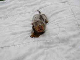 Browse thru thousands of dachshund dogs for adoption in glencoe, mn, usa, listed by dog rescue organizations and. Dapple Dachshund Puppy For Sale Usa Page 13