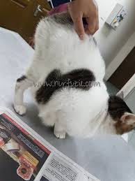 Check spelling or type a new query. Tanda Tanda Kucing Nak Mengawan Biang Atau On Heat Eintan Nurfuzie Lifestyle Beauty Travel Tips Rawatan Kucing Review