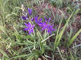 Leaves turn showy red/maroon in autumn; Metro On Twitter Native Flowers Camas And Oregon Iris Bloom Coopermountainnaturepark Purple Flowers For Earthday For Prince