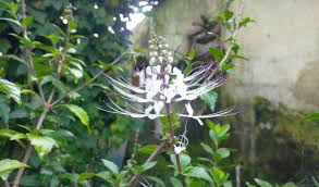 Bunga matahari berwarna kuning dan mempunyai bentuk seperti matahari. Daun Kumis Kucing Ternyata Bisa Menyembuhkan Penyakit Kronis Dan Ginjal Suara Indonesia