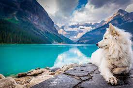 Opinion Dogs Don T Belong In National Park Backcountry