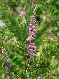 Image result for Indigofera capitata