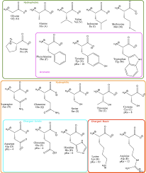 …structure of proteins (which are polypeptides, or polymers formed from amino acids) is …protein; Amino Acids