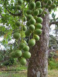 Pin On Fruit Trees
