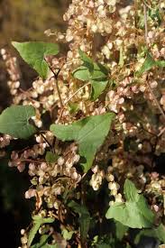 Image result for Rumex sagittatus