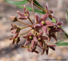 Image result for Vincetoxicum