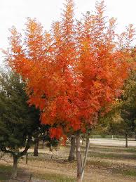 Using deciduous trees allows the winter sun to heat your home. 5 Disease Resistant Trees Fairview Garden Center