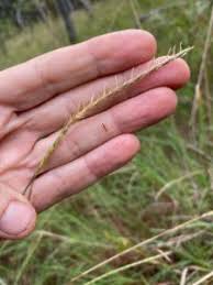 Image result for Elionurus tripsacoides