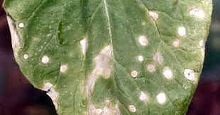It begins as small white spots on the upper side of leaf surfaces and grows to cover the entire leaf in a powdery looking coating. How To Control White Leaf Spots On Cole Crops Gardener S Path