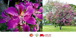 Image result for Bauhinia purpurea
