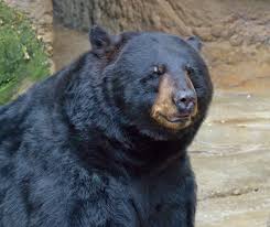 Maybe you would like to learn more about one of these? Bear Medicine The Spirit Of Bear In Shamanism