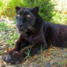 Big Cat Rescue Big Cat Rescue Big Cat Rescue Tampa Big Cats