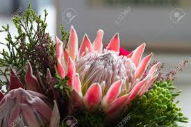 Pink King Protea Flower Protea Cynaroides Sugarbush Suikerbos Represents In South African Tradition Change And Hope Stock Photo Picture And Royalty Free Image Image 90012641