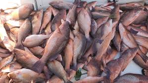 In order to bring you valuable, up to date content such as regulations, gps hotspots, and brand new features. Lee Be Fish Home Marco Island Florida Menu Prices Restaurant Reviews Facebook