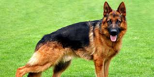 Great prices on your favourite gardening brands, and free delivery on eligible orders. German Shepherd Dog Information Facts Photos Dogexpress