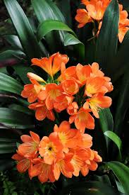 Latin names for common garden flowers. Clivia Miniata Plants Planting Flowers Balinese Garden