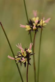 Image result for Juncus exsertus