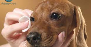 All You Have To Do To Keep Your Dog S Eyes Clean Is To Wet A Cotton Ball Or Soft Cloth With Fresh Clean Water And Gen Eye Infection In Dogs Dog Eyes Your Dog