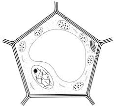 To view cheek cells, gently scrape the inside lining of your cheek with a toothpick. Typical Plant Cell W O Nucleus And Membranes Light Microscope Diagram Quizlet