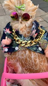 Happy 4th hatch day MARGE 💖. You are a precious treasure in my life. I  love you so much. Please wish Marge a happy hatch day. Thank you for loving  Marge and