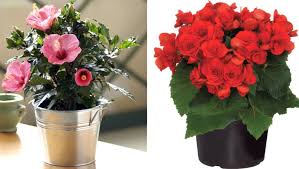 O elevă de la liceul tehnologic din negrești preferă să meargă 7 km pe jos ca să rămână la activități, decât să prindă autobuzul spre casă. 6 Plante De Apartament Care Imprima Energie Oricarui Decor