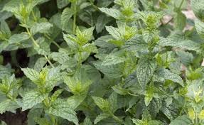 Minze Oder Pfefferminze Die Kleinen Unterschiede Pfefferminze Pflanzen Minze Pflanzen Pflanzen