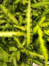 Image result for Pteris cretica