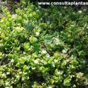 Image result for Delosperma tradescantioides