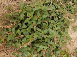 Image result for Amaranthus deflexus
